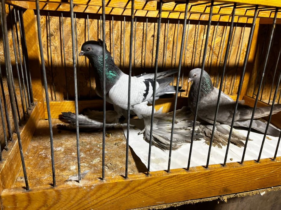 Продажа голубей