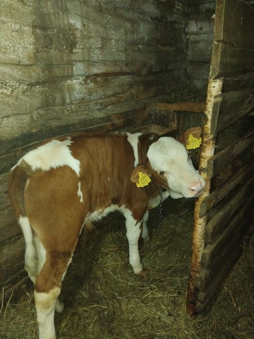 Vând boi buni de lucru