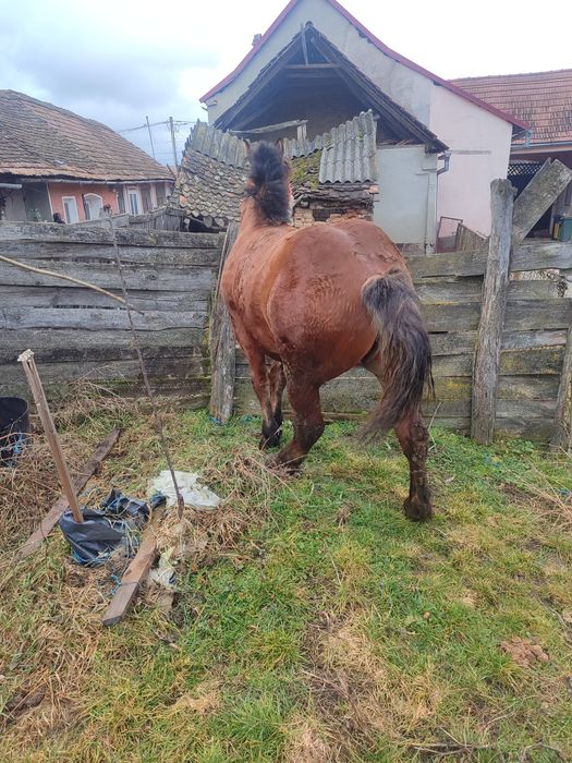 Vând mânz  cuminte