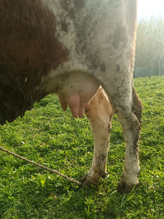 Junca bălțată cu primul vițea 6 săptămâni/montata Simmental