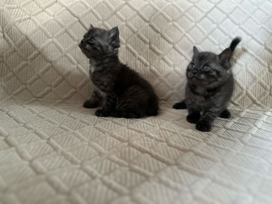 Два мальчика дымчатые