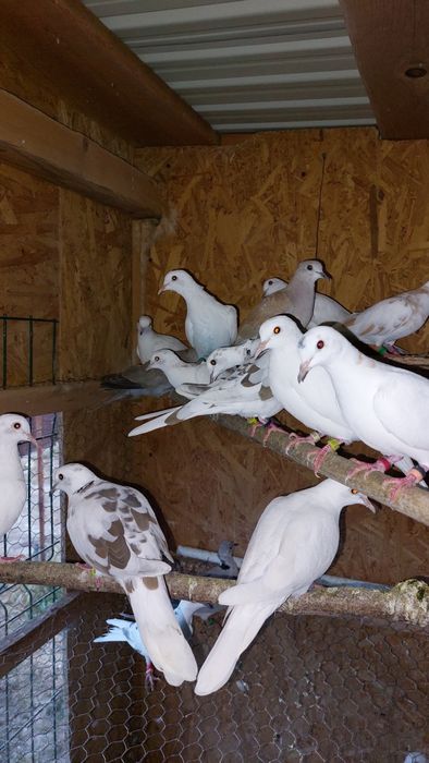 Turturele Râzătoare ... Cucuruzi