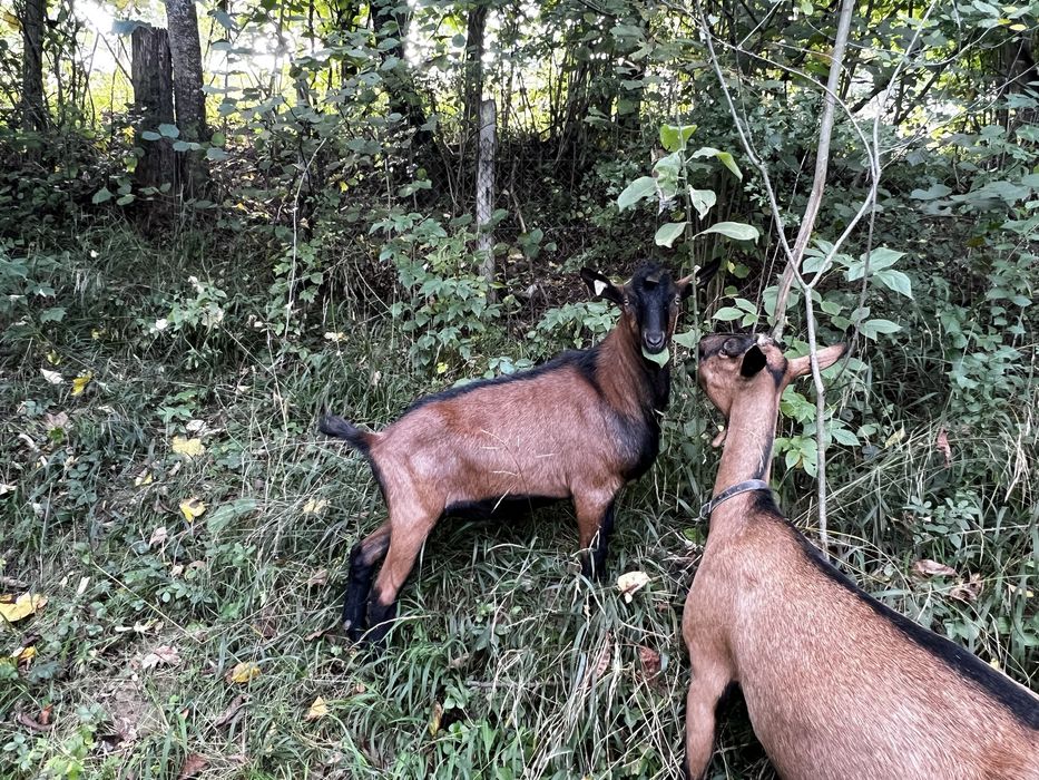 Țap alpin francez 2025