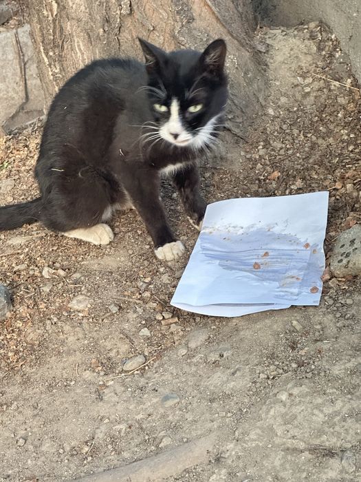 Котик живет во дворе