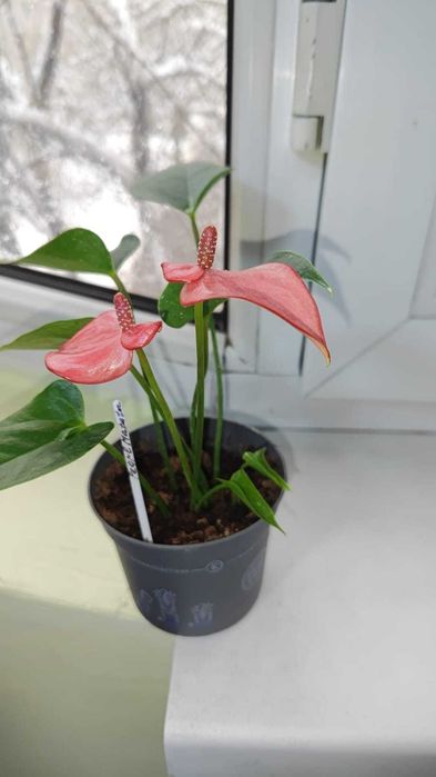 Антуриум Pearl Matata(цветет).