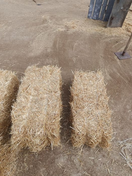 Diku somon pres sotiladi