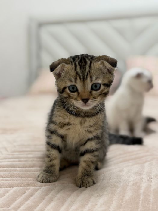 Котята Котята Котята