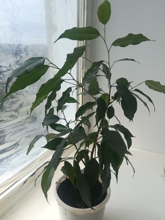 Продам комнатные  цветы