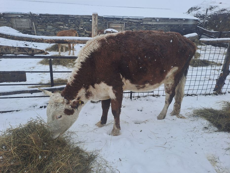 Сиырлар сатылады