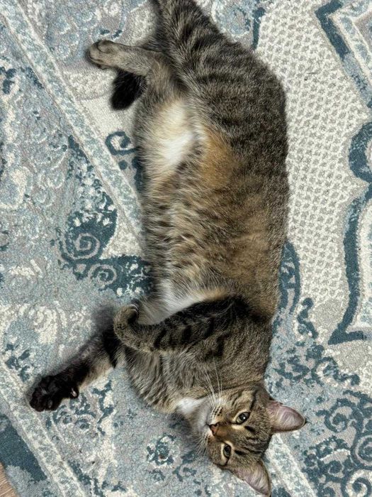 Отдам кошку в хорошие руки