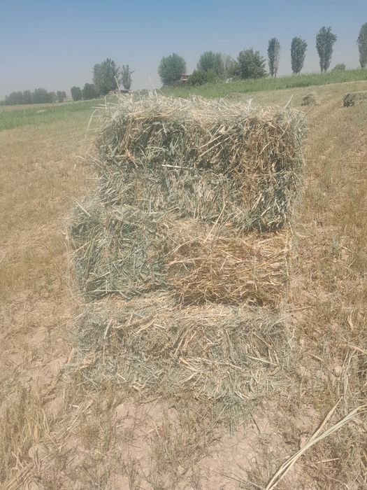 БЕДА аралаш ХАШАК 50/50