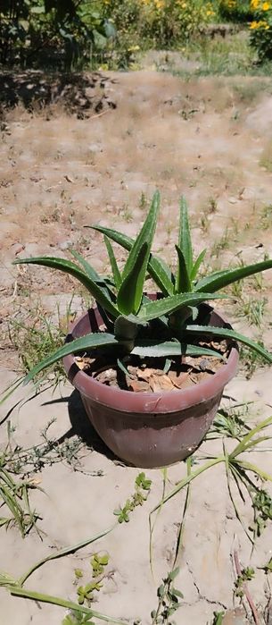 Гуллар нархини калишамиз