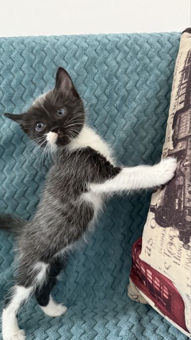 Котёнка бесплатно отдадим