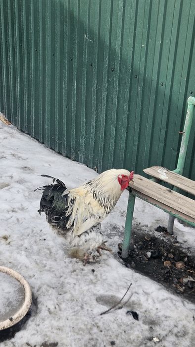 Продам петуха брама