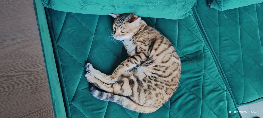 Серебристый бенгал продаю срочна