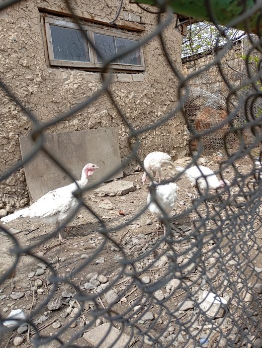 Индюшки 6 месячные