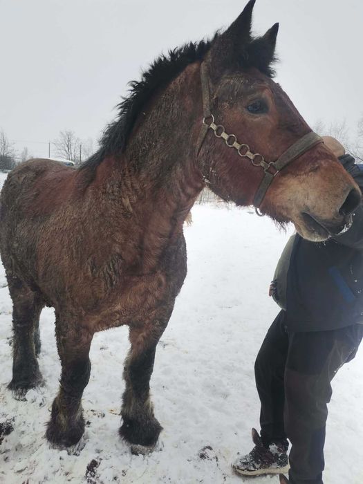 Armăsar în vârstă de 3 ani de vânzare