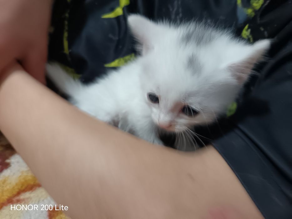 Котята очень хорошие