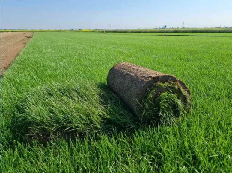 Amenajări Curți cu Gazon Rulou – Livrare Rapidă și Montaj