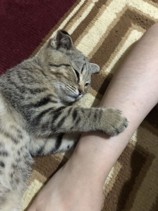 Мушук скотиш ва британски шиншила