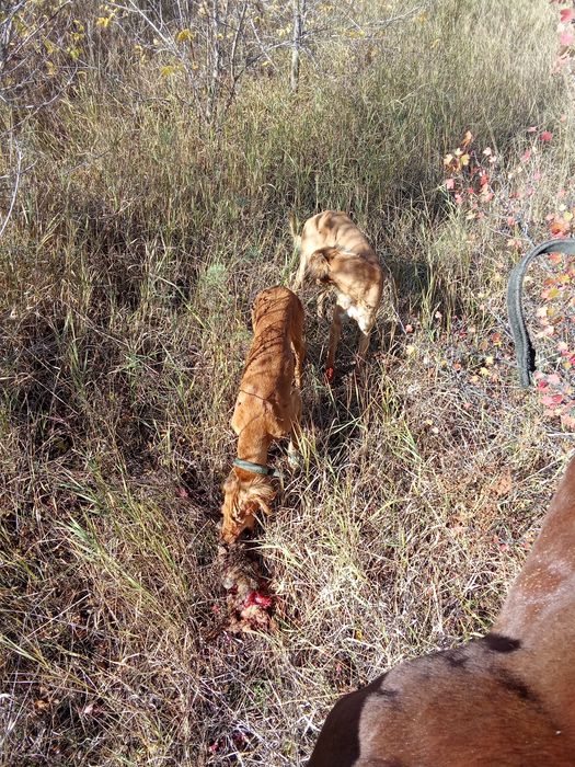 құмай тазы сатылады