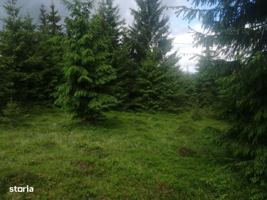 Teren de vanzare Belis1300mp Strada principala Intravilan