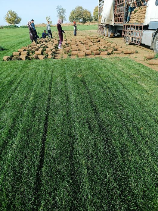 Gazon ,газон газоны автополив