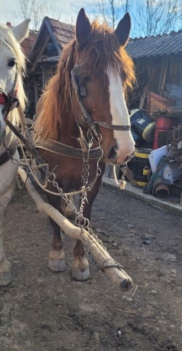 Vând Armăsar șarg