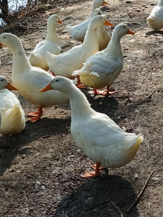 Ouă de rață Pekin -2 lei