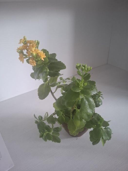 Продаю коланхоэ разных цветов