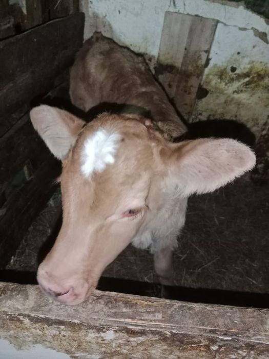 продается телята