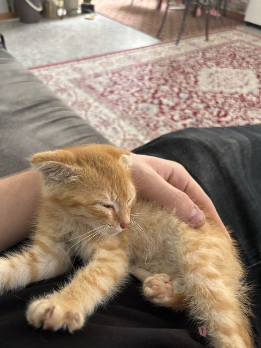 Кот(рыжий) вислоухий