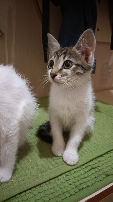 Отдам котят в добрые руки