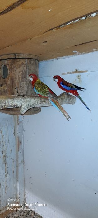 Vind papagali rozele