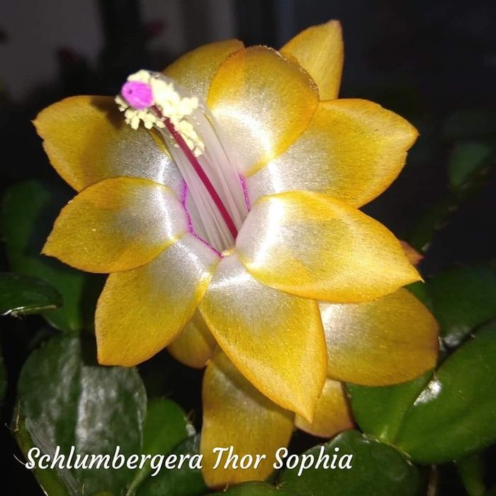Шлюмбергера (декабрист) С БУТОНАМИ сорт Thor Sophia.
