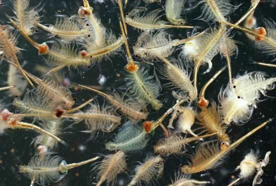 Яйца артемии 1000 грам.Привазной из Велекобритании.В вакумных покетах