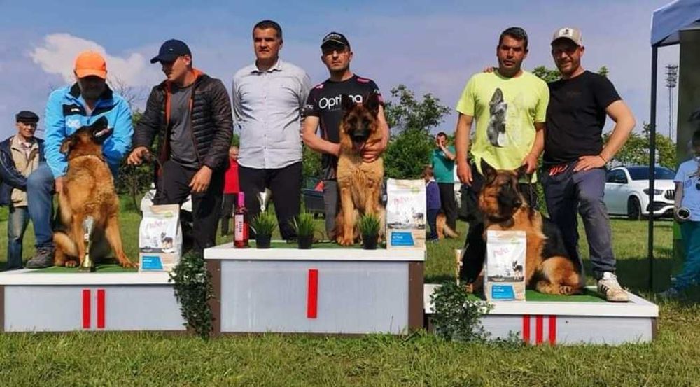 Немски овчарки с родословие.