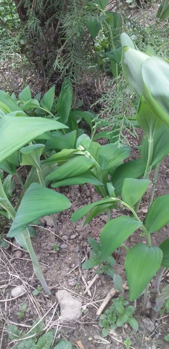 Лесной ландыш и обычный