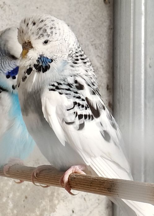 Продавам папагали