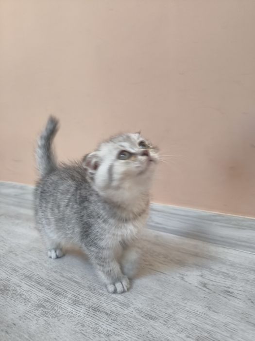 Scottish Fold Chinchilla - femela