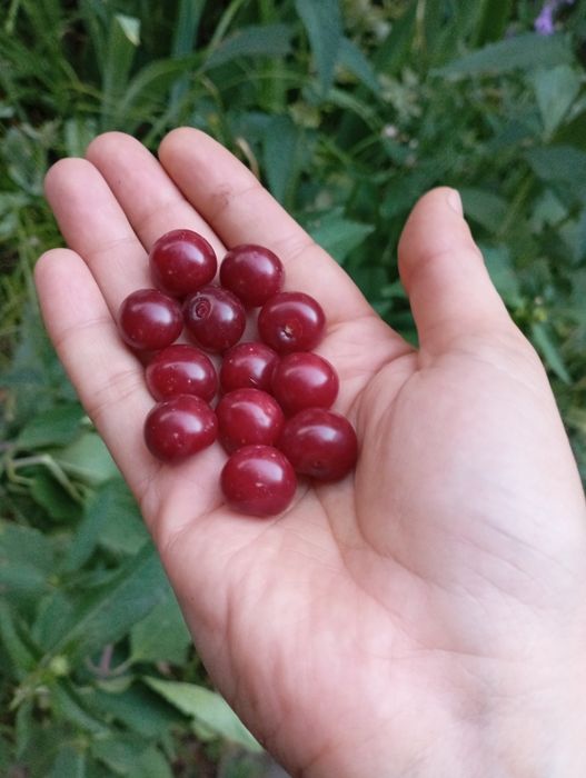 Продам вишню домашнюю