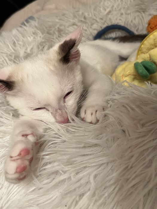 ОТДАМ котенка в добрые руки