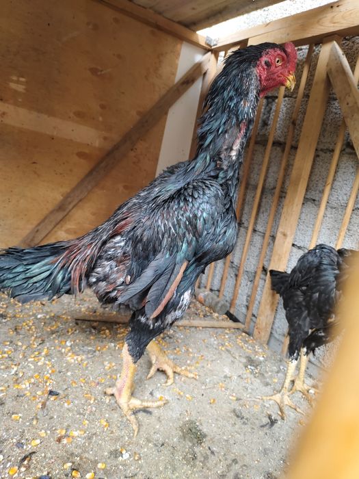 Iwoncli yaxwi narsala