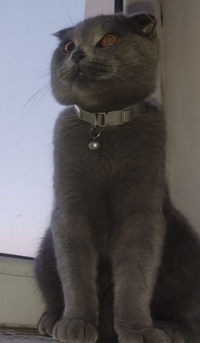 Mushuk zotdor Scottish fold