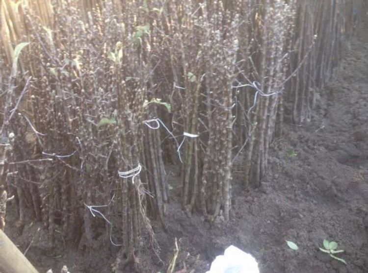 Vand pomi columnari diferite soiuri