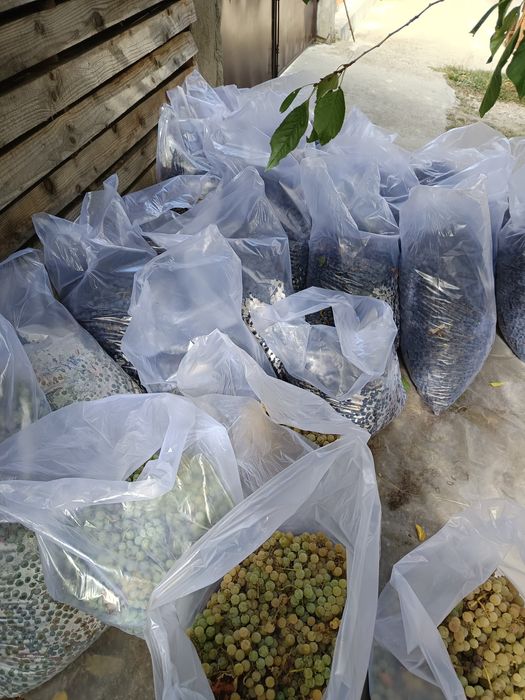 Vând struguri ananas și novă