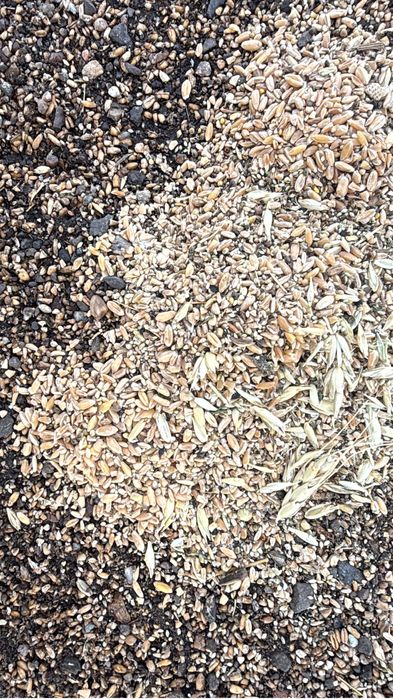 Продам зерноотходы пшеничные, пшеница, ячмень