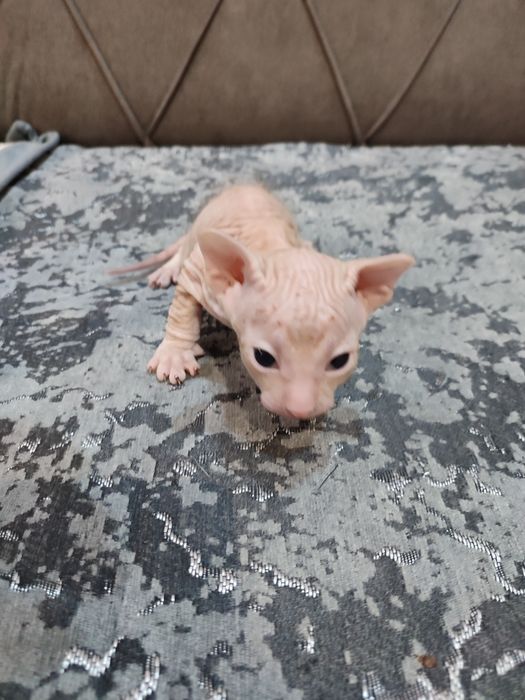 Сфинкс Питерболд