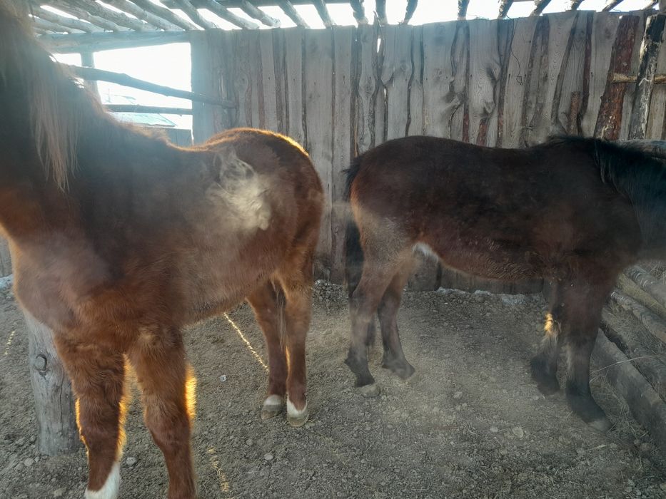 Тайлар     сатам