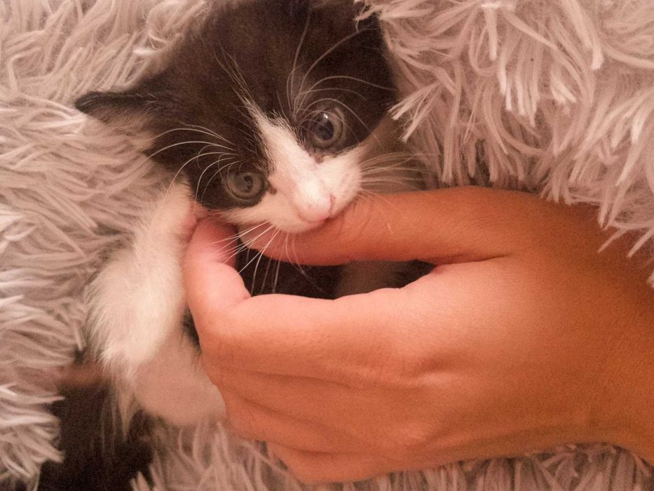 Отдам котят в добрые руки!